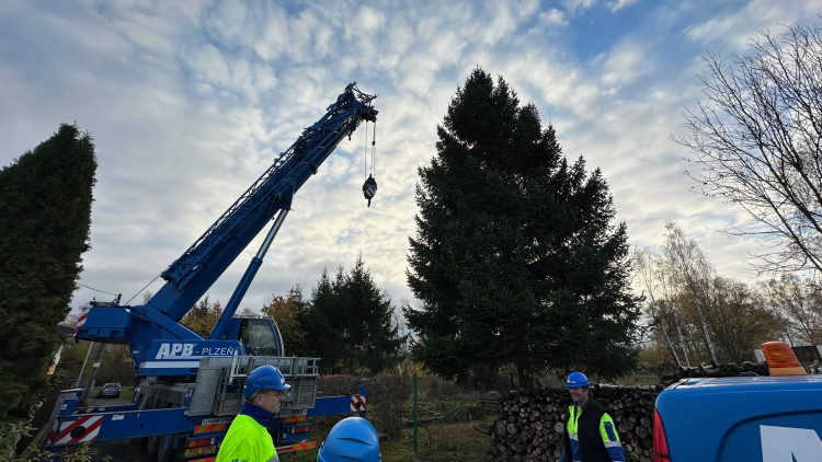 FOTOGALERIE: Vánoční strom pro Plzeň