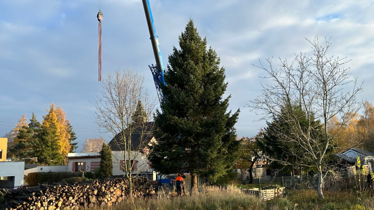 FOTOGALERIE: Vánoční strom pro Plzeň