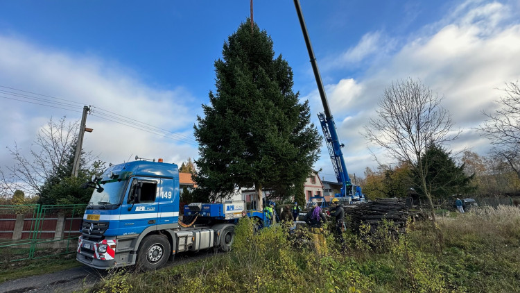 FOTOGALERIE: Vánoční strom pro Plzeň