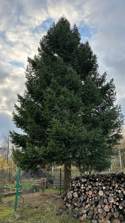 FOTOGALERIE: Vánoční strom pro Plzeň