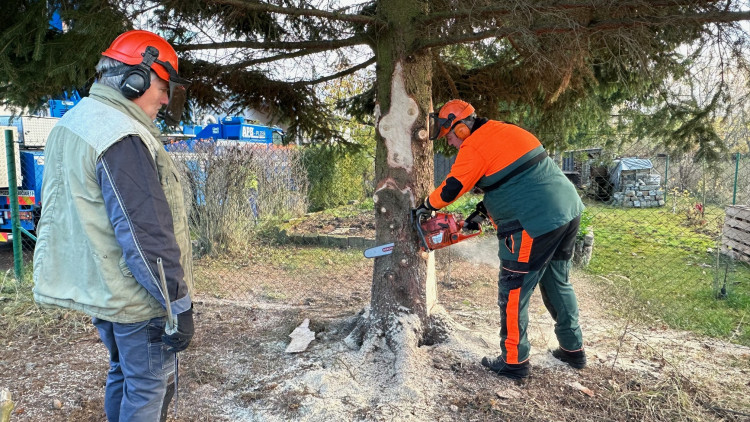 FOTOGALERIE: Vánoční strom pro Plzeň