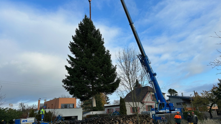 FOTOGALERIE: Vánoční strom pro Plzeň