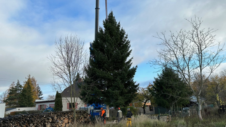 FOTOGALERIE: Vánoční strom pro Plzeň