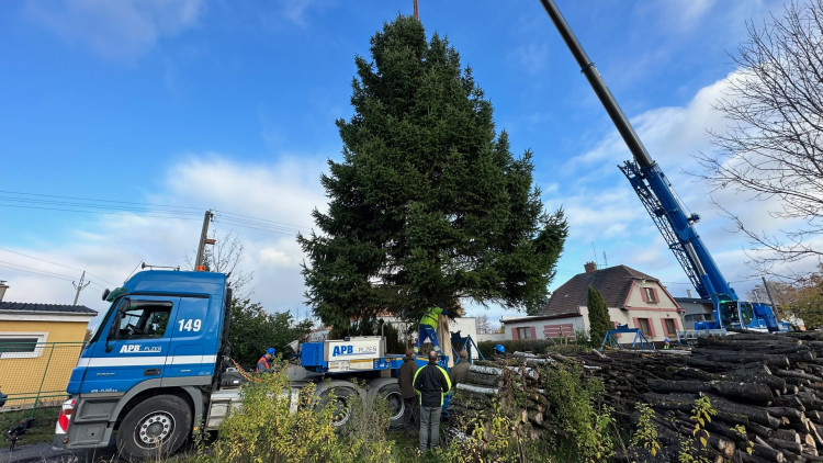 FOTOGALERIE: Vánoční strom pro Plzeň