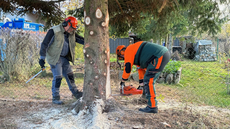 FOTOGALERIE: Vánoční strom pro Plzeň