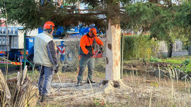 FOTOGALERIE: Vánoční strom pro Plzeň