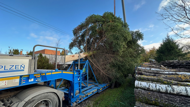 FOTOGALERIE: Vánoční strom pro Plzeň