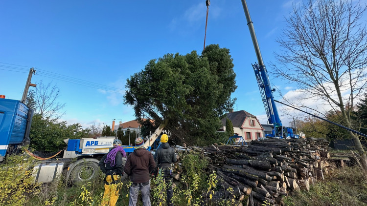 FOTOGALERIE: Vánoční strom pro Plzeň