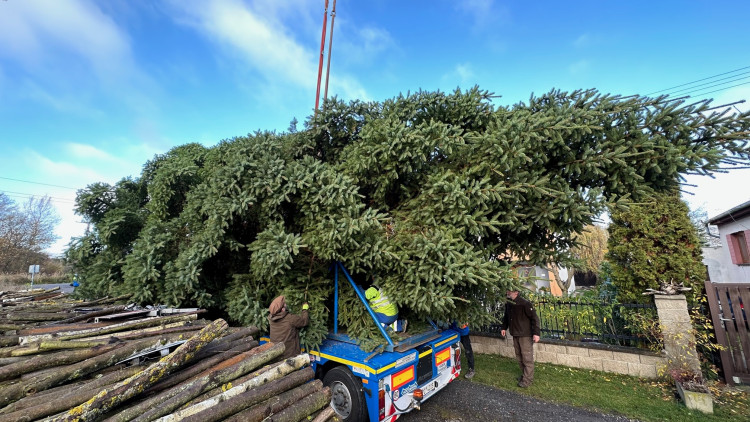 FOTOGALERIE: Vánoční strom pro Plzeň