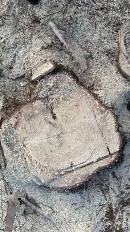 FOTOGALERIE: Vánoční strom pro Plzeň