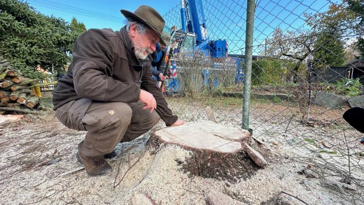 FOTOGALERIE: Vánoční strom pro Plzeň
