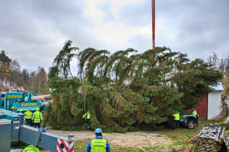 FOTOGALERIE: Vánoční strom pro Staroměstské náměstí pokácel mistr republiky. Do centra Prahy ho přivezou v úterý