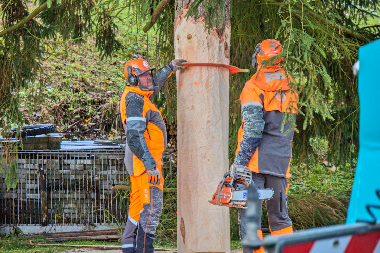 FOTOGALERIE: Vánoční strom pro Staroměstské náměstí pokácel mistr republiky. Do centra Prahy ho přivezou v úterý