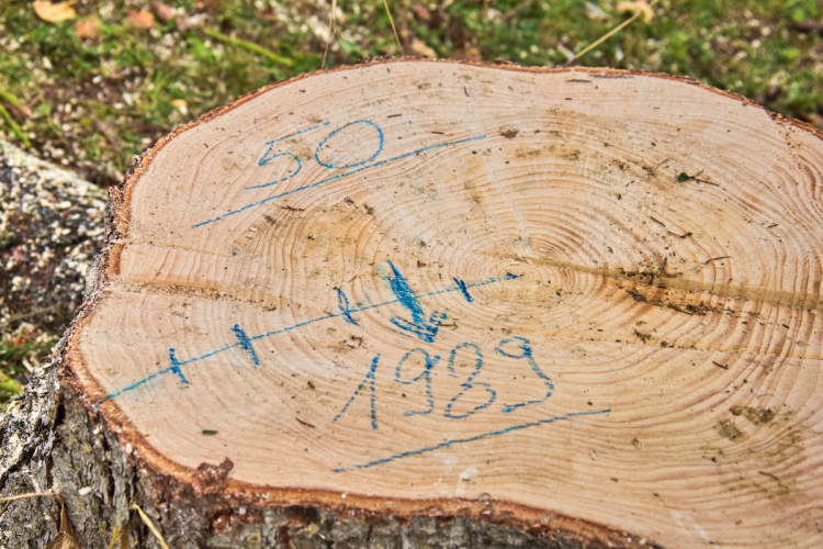 FOTOGALERIE: Vánoční strom pro Staroměstské náměstí pokácel mistr republiky. Do centra Prahy ho přivezou v úterý