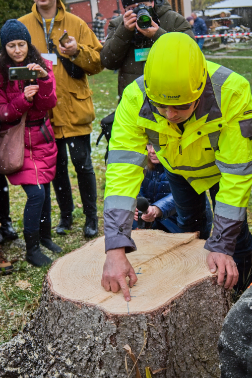 FOTOGALERIE: Vánoční strom pro Staroměstské náměstí pokácel mistr republiky. Do centra Prahy ho přivezou v úterý