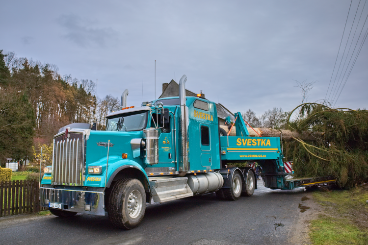 FOTOGALERIE: Vánoční strom pro Staroměstské náměstí pokácel mistr republiky. Do centra Prahy ho přivezou v úterý