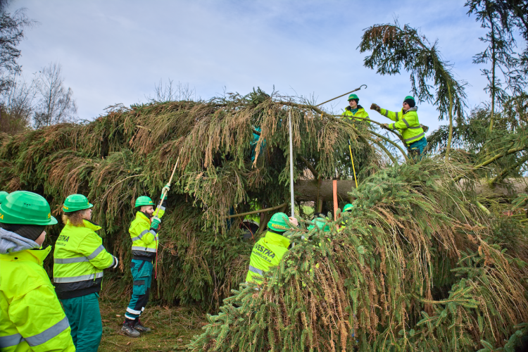FOTOGALERIE: Vánoční strom pro Staroměstské náměstí pokácel mistr republiky. Do centra Prahy ho přivezou v úterý