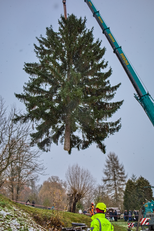 FOTOGALERIE: Vánoční strom pro Staroměstské náměstí pokácel mistr republiky. Do centra Prahy ho přivezou v úterý