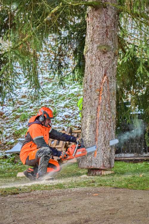 FOTOGALERIE: Vánoční strom pro Staroměstské náměstí pokácel mistr republiky. Do centra Prahy ho přivezou v úterý