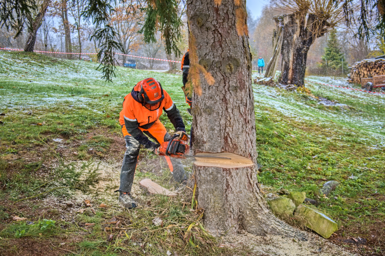 FOTOGALERIE: Vánoční strom pro Staroměstské náměstí pokácel mistr republiky. Do centra Prahy ho přivezou v úterý