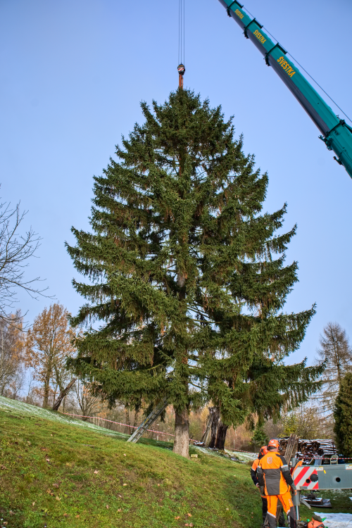 FOTOGALERIE: Vánoční strom pro Staroměstské náměstí pokácel mistr republiky. Do centra Prahy ho přivezou v úterý