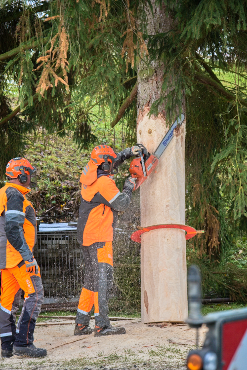 FOTOGALERIE: Vánoční strom pro Staroměstské náměstí pokácel mistr republiky. Do centra Prahy ho přivezou v úterý