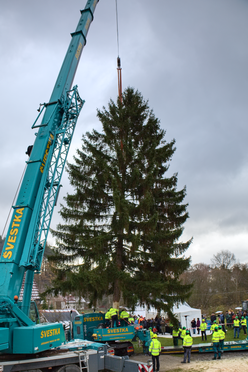 FOTOGALERIE: Vánoční strom pro Staroměstské náměstí pokácel mistr republiky. Do centra Prahy ho přivezou v úterý