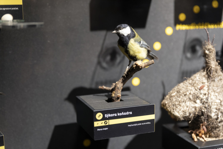 FOTOGALERIE: Přerovská ornitologická stanice má novou expozici i depozitář