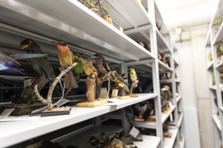 FOTOGALERIE: Přerovská ornitologická stanice má novou expozici i depozitář