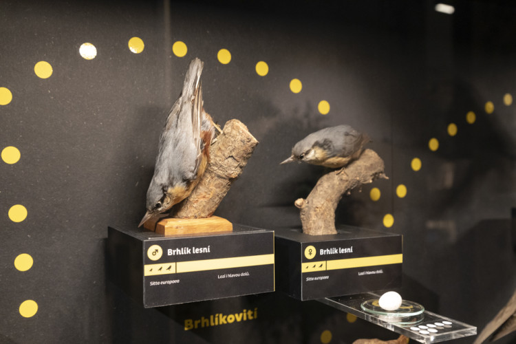 FOTOGALERIE: Přerovská ornitologická stanice má novou expozici i depozitář