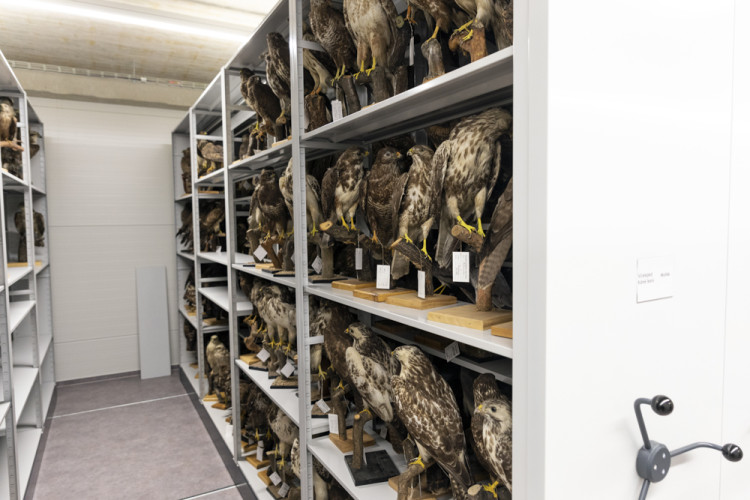 FOTOGALERIE: Přerovská ornitologická stanice má novou expozici i depozitář