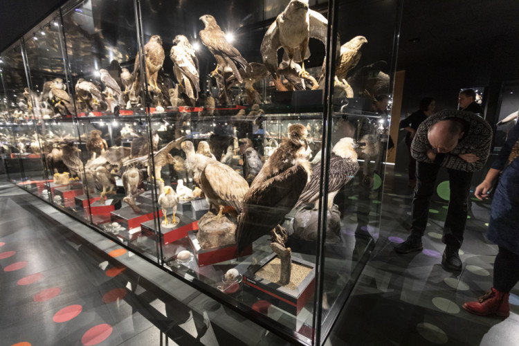 FOTOGALERIE: Přerovská ornitologická stanice má novou expozici i depozitář