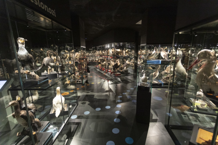 FOTOGALERIE: Přerovská ornitologická stanice má novou expozici i depozitář