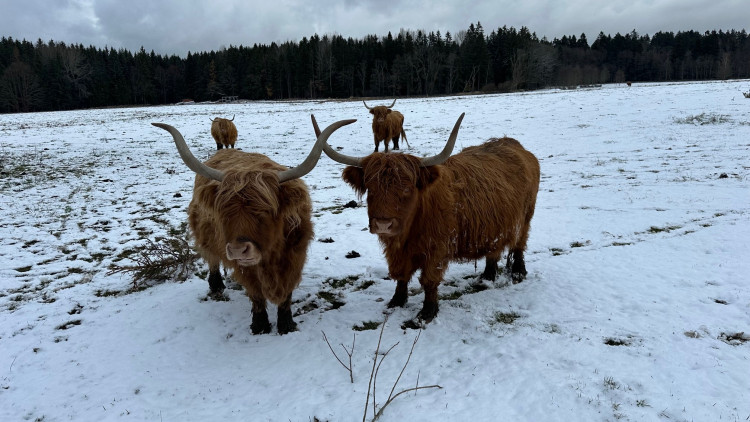 Zimní výlet na brdskou osmistovku Nad Maráskem