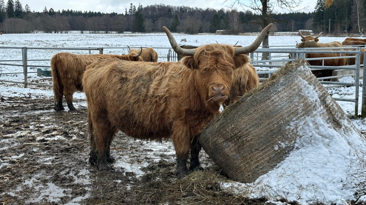 Zimní výlet na brdskou osmistovku Nad Maráskem