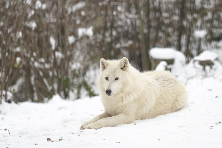 FOTOGALERIE: Sněhová pokrývka svědčí v zoo rysům, sobům či pižmoňům