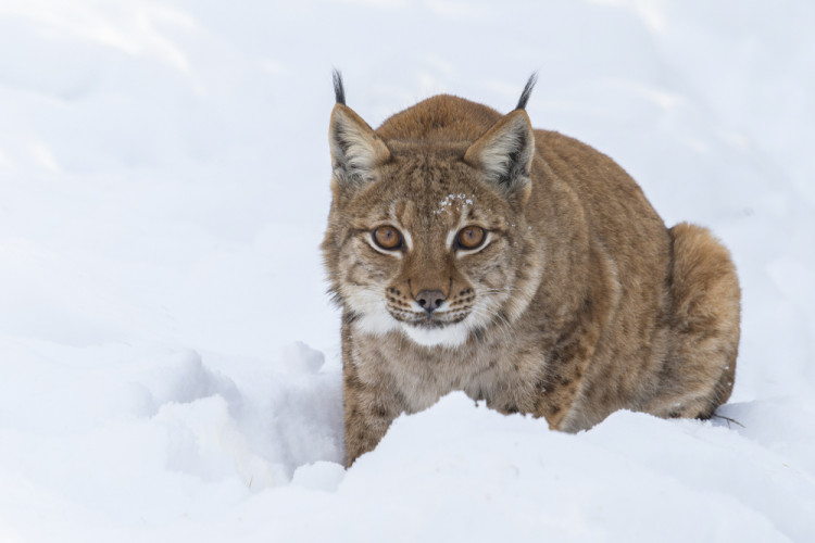 FOTOGALERIE: Sněhová pokrývka svědčí v zoo rysům, sobům či pižmoňům