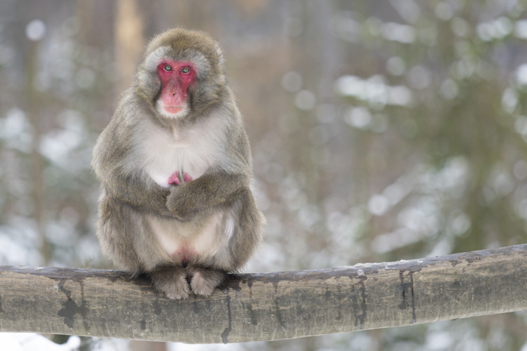 FOTOGALERIE: Sněhová pokrývka svědčí v zoo rysům, sobům či pižmoňům
