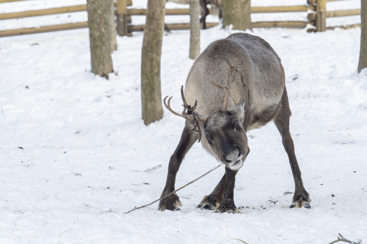 FOTOGALERIE: Sněhová pokrývka svědčí v zoo rysům, sobům či pižmoňům
