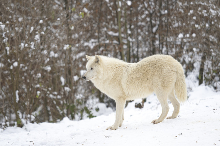 FOTOGALERIE: Sněhová pokrývka svědčí v zoo rysům, sobům či pižmoňům