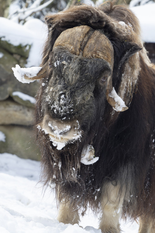 FOTOGALERIE: Sněhová pokrývka svědčí v zoo rysům, sobům či pižmoňům