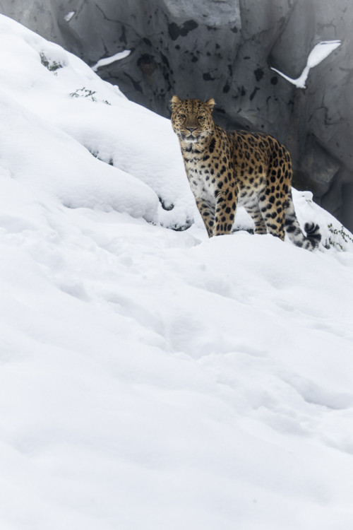 FOTOGALERIE: Sněhová pokrývka svědčí v zoo rysům, sobům či pižmoňům