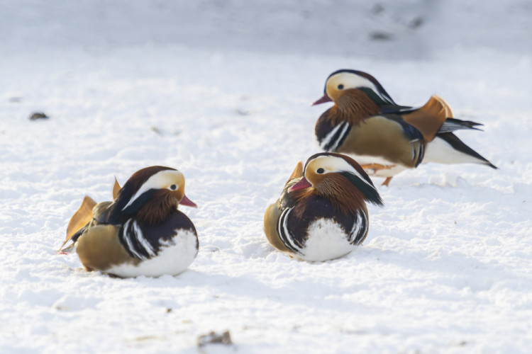 FOTOGALERIE: Sněhová pokrývka svědčí v zoo rysům, sobům či pižmoňům