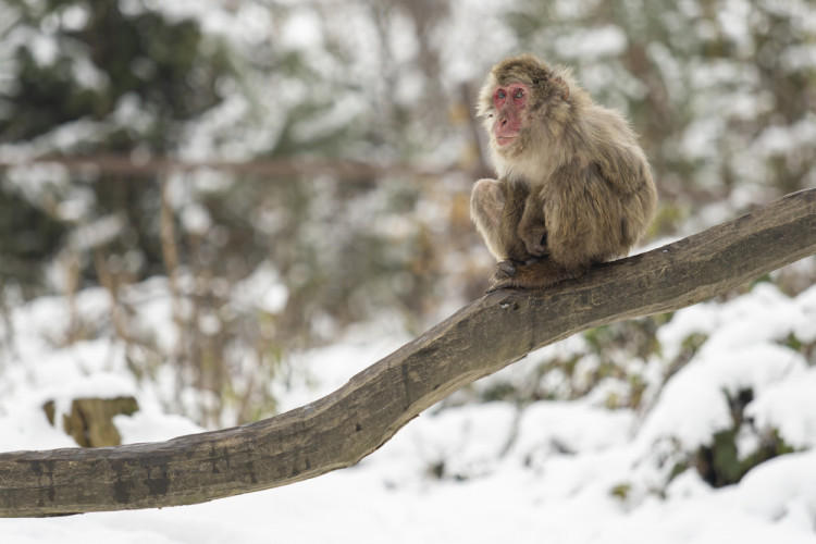 FOTOGALERIE: Sněhová pokrývka svědčí v zoo rysům, sobům či pižmoňům