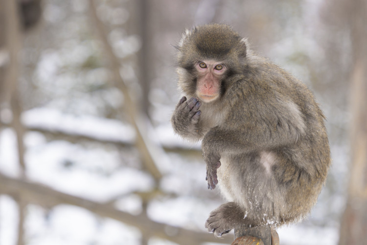 FOTOGALERIE: Sněhová pokrývka svědčí v zoo rysům, sobům či pižmoňům