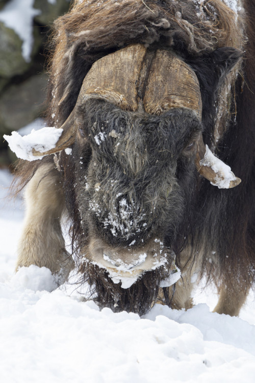 FOTOGALERIE: Sněhová pokrývka svědčí v zoo rysům, sobům či pižmoňům
