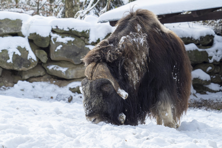 FOTOGALERIE: Sněhová pokrývka svědčí v zoo rysům, sobům či pižmoňům