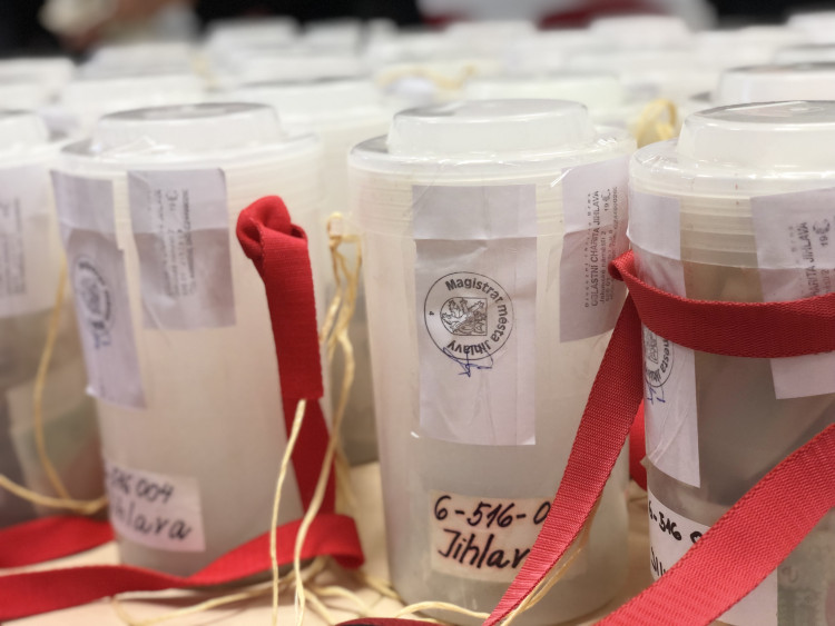 Sčítání výtěžku Tříkrálové sbírky 2024