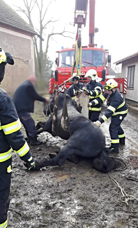 FOTOGALERIE: Hasiči pomáhali koni na nohy