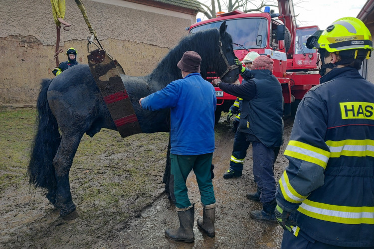 FOTOGALERIE: Hasiči pomáhali koni na nohy